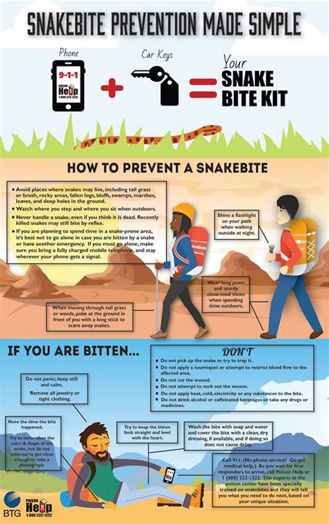 Snake Safety 101 What You Need To Know Kamr