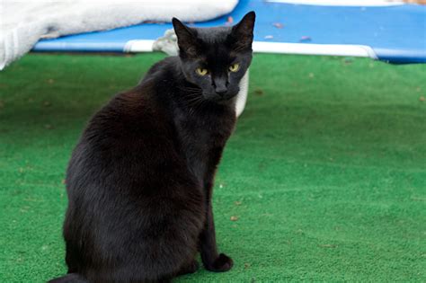 Potret Kucing Coklat Havana Langka Di Luar Ruangan Foto Stok Unduh