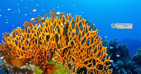 Fire Coral Treatment Archives Hurghada Lovers Best Egypt Tour Operator Luxury And Vip