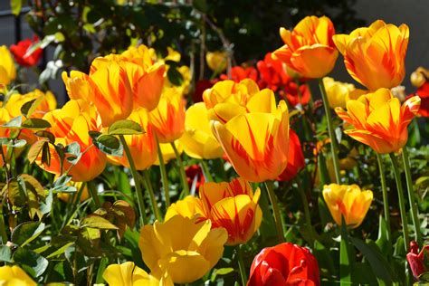 Fotos gratis naturaleza flor pétalo naranja verde rojo botánica