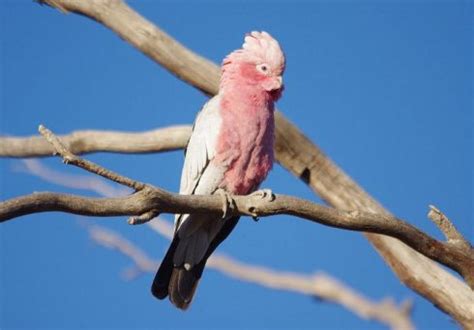 Galah | The Animal Facts | Appearance, Habitat, Diet, Behavior, Breeding