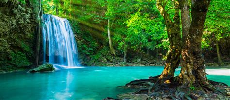 Tropical Rainforest Waterfalls With Flowers