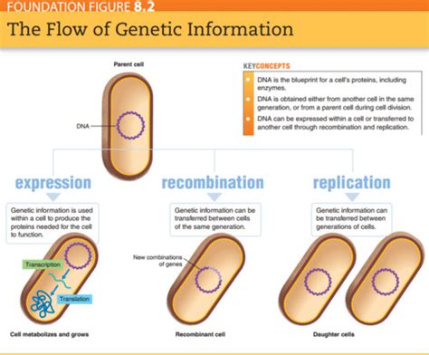 MicroBio Chapter 8 Microbial Genetics Flashcards Quizlet