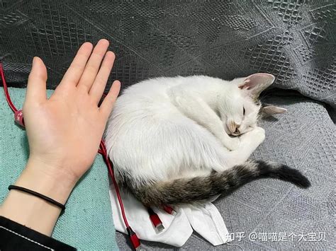 养猫的看过来，猫咪“瘦”了是什么原因？ 知乎