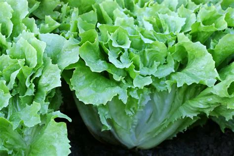 How To Grow Endive And Escarole Harvest To Table