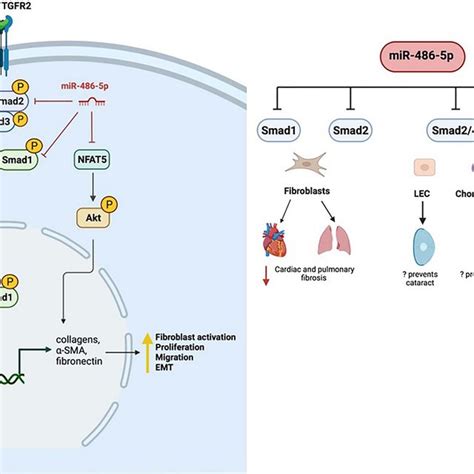 Overview Of Mir 486 5p Target Genes Affected Signaling Pathways Download Scientific Diagram