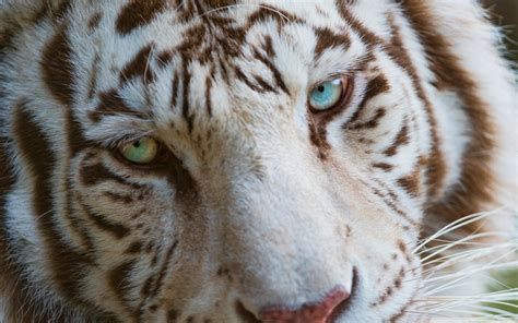 White Tiger Eyes Colors - 1280x800 Wallpaper - teahub.io