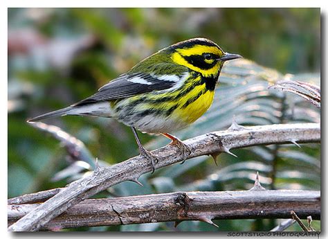 Townsends Warbler