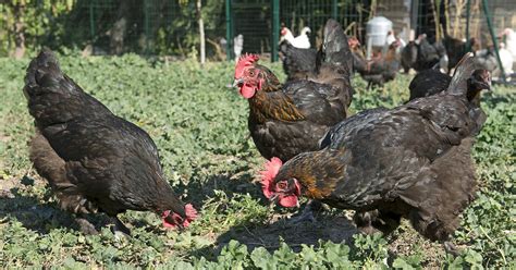 Poule Qui Couve Pourquoi Et Comment L Emp Cher Mes Poules