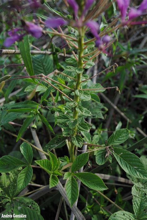 Fotos De Flora Nativa Y Adventicias De Uruguay Tarenaya Trachycarpa