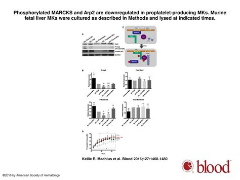 Synthesis And Dephosphorylation Of MARCKS In The Late Stages Of