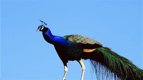 Peacock Sound Peacock Call And Peacock Dance मोर ध्वनि Mor Ki Awaz