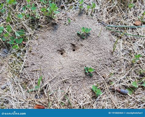 Ant Mound or Hill in Dirt with Grass or Lawn Stock Photo - Image of nest, ground: 191860464