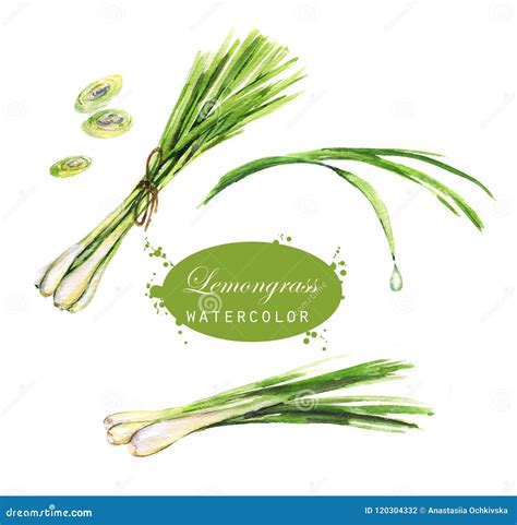 Watercolor Hand Drawn Lemongrass Drawings Stock Illustration