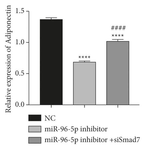 The Effect Of Smad On Mir P Knockdown Mediated The Inhibition Of