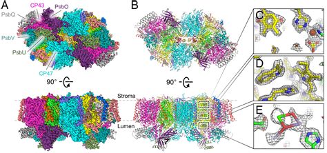 High Resolution Cryo Electron Microscopy Structure Of Photosystem II