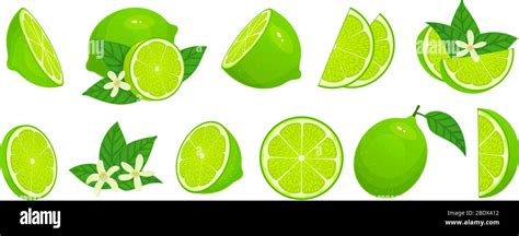 Cartoon Lime Limes Slices Green Citrus Fruit With Leaves And Lime