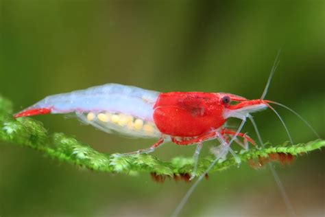 Red Rili Shrimp For Freshwater Aquariums At The Shrimp Farm