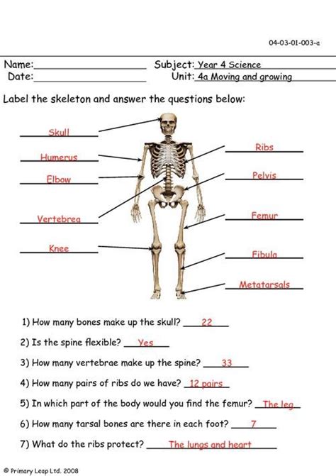 The Human Skeleton Worksheet Printable And Enjoyable Learning