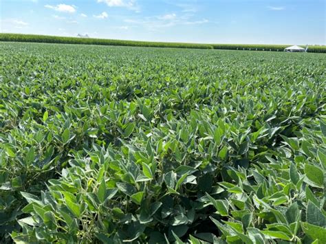 Weather Pattern Conducive To Phytophthora White Mold In Soybeans