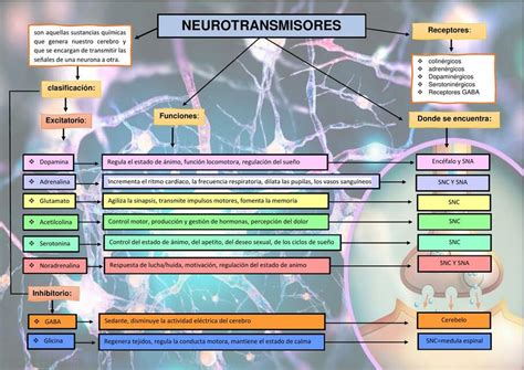 Neurotransmisores Cinthia Mart Nez Udocz