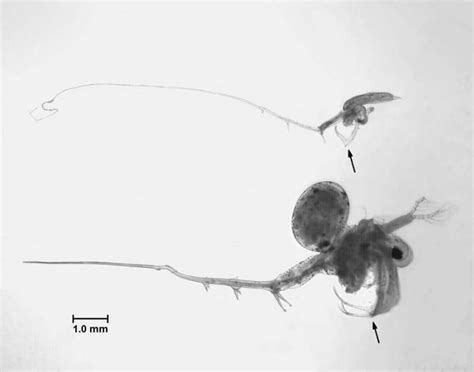 Spiny Waterflea | Vermont Invasives