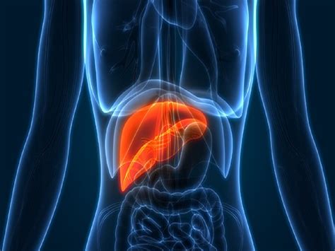 Liver Lump Symptoms: यकृतात गाठ झाल्यास शरीरात दिसतील 'ही' लक्षणं ...