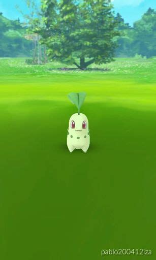 Chikorita Pok Mon En Espa Ol Amino