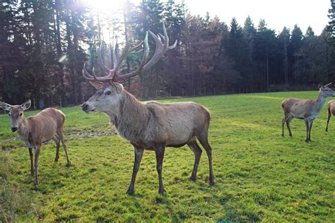 Free Images Nature Forest Wildlife Herd Pasture Grazing Mammal