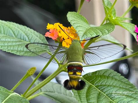 Clearwing Hummingbird Moth Live Life And Love