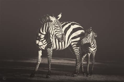 Zoo-Animals-Photography-by-Manuela-Kulpa-4 – Fubiz Media