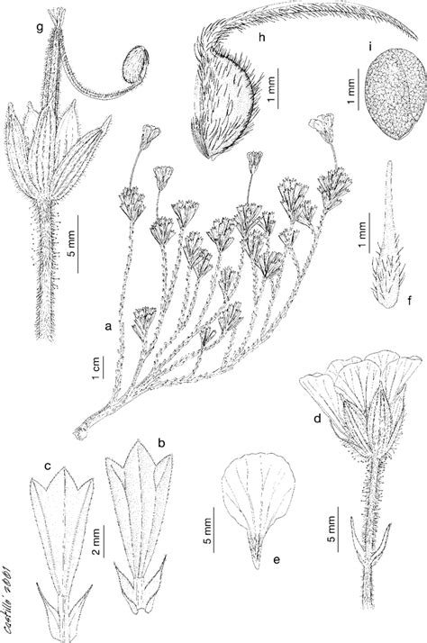 Geranium Jahnii Standl A Habit B Leaf Adaxial Side C Leaf Download Scientific Diagram