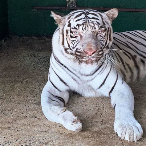 あつまれ！「2021年スターアニマル」しろとり動物園（香川）のホワイトタイガー Smart Flashスマフラ 光文社週刊誌