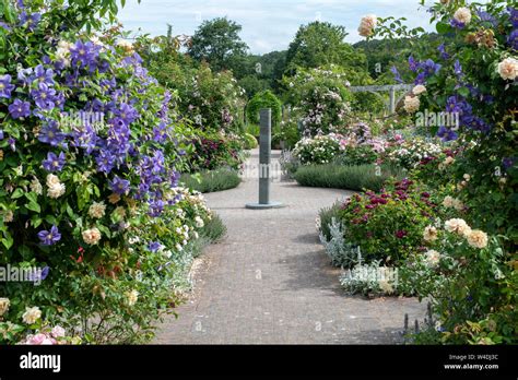 Rose Garden In The Summer At Rhs Rosemoor Gardens Great Torrington