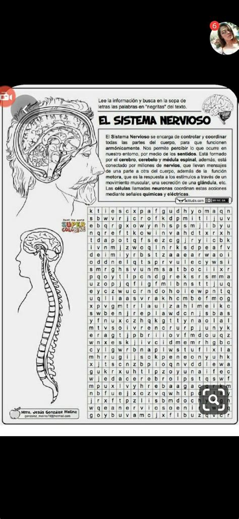 Pin De Juan Lema En Aaaa Sistema Nervioso Sistema Nervioso Humano