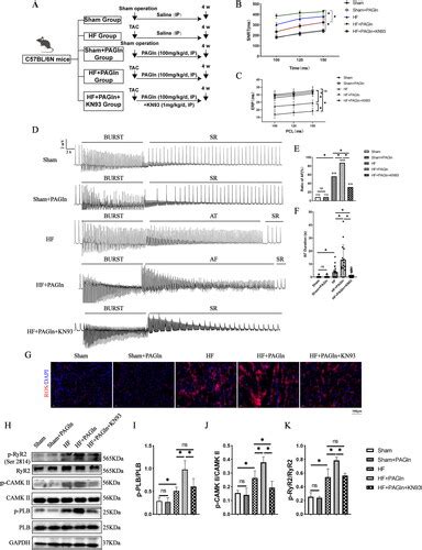 Full Article Effects Of Phenylacetylglutamine On The Susceptibility Of