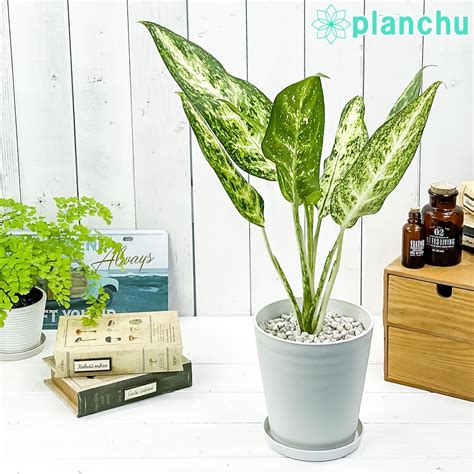 Planchu Aglaonema Cv