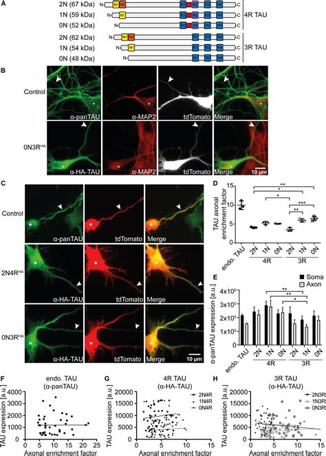 Frontiers Differential Effects Of The Six Human Tau Isoforms Somatic