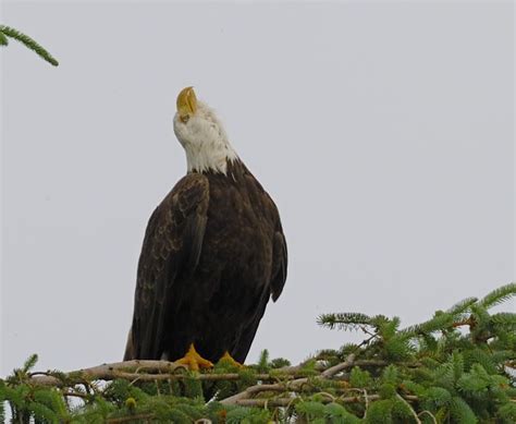 Bald Eagle Bald Eagle Balding Eagle