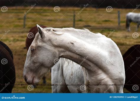 White Horse With Turned Head Stock Photo Image Of Grazing Equine