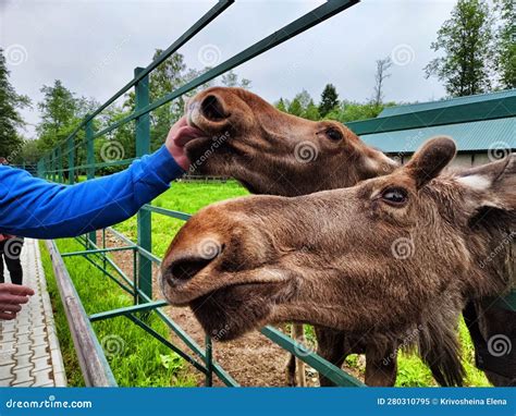 A Moose At The Special Moose Farm In Kostroma Region In Forest In