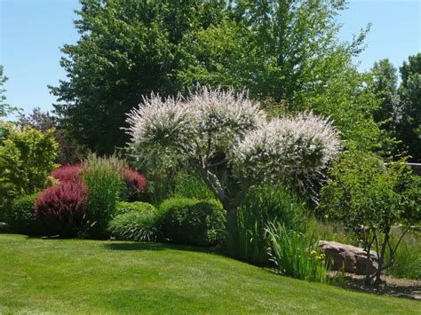 Salix Nishiki Japanese Willow Tree For The Garden Pinterest Gardens Trees And Willow Tree