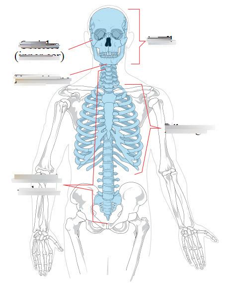 Axial Skeleton Diagram Quizlet