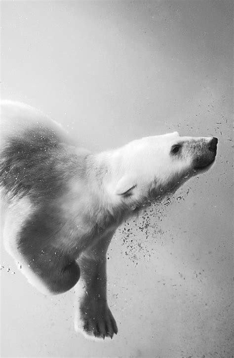 Polar Bear Underwater Pictures, Photos, and Images for Facebook, Tumblr, Pinterest, and Twitter