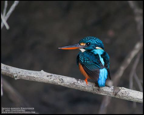 The Indigo Banded Kingfisher Alcedo Cyanopectus Is A Species Of Bird