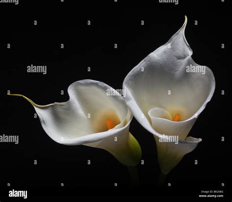 White Calla Lilies Black Background High Resolution Stock Photography