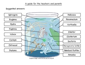 Pond water microorganism ID sheet by Rs' Science | TpT