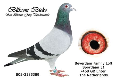 Gaby Vandenabeele Herman Beverdam Racing Pigeons Racing Pigeons