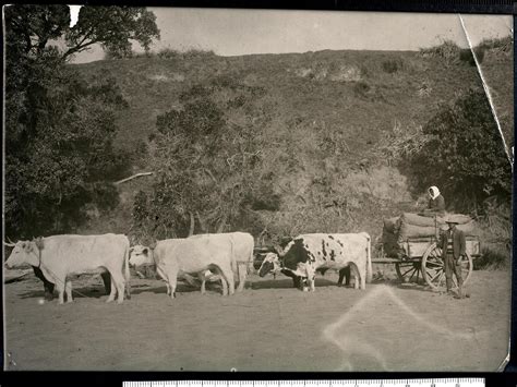 Bullock Team Tairawhiti Museum