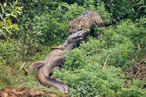 In Photos: A Jaguar Takes Down a Caiman in Brazil | Live Science